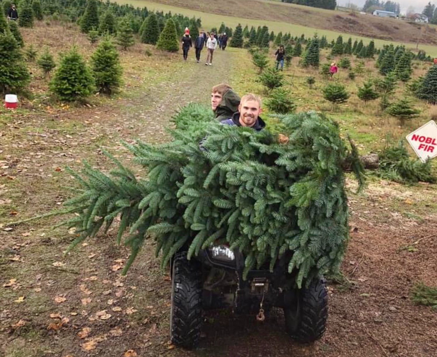 Crew hauling Christmas tree on ATV