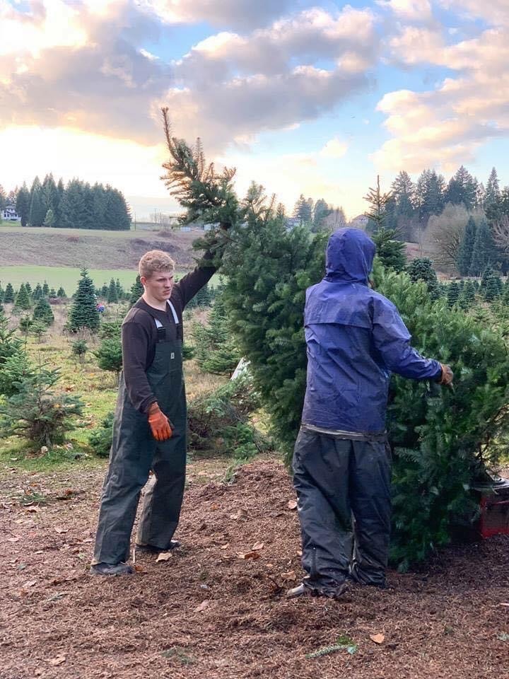 Customers selecting their perfect Christmas tree